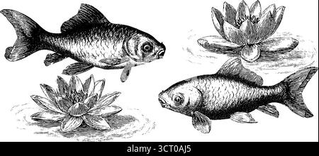 Ensemble complexe gravé de fleurs de carpe koï et de lotus pour la conception artistique et la décoration. Illustration de Vecteur