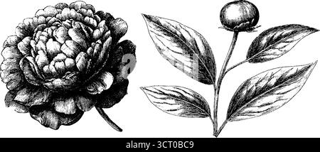Gravure vintage de fleur de pivoine et de feuillage pour la conception botanique. Illustration de Vecteur