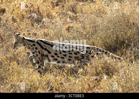 Un serval (Leptailurus serval) debout dans les hautes herbes de la savane, parc national du Serengeti, Tanzanie Banque D'Images