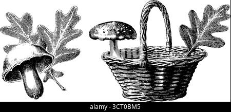 Jeu de gravure vintage dessiné à la main de feuilles de chêne et de champignons pour la conception. Illustration de Vecteur
