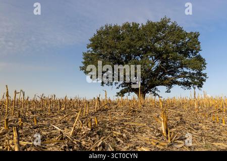 un seul chêne haut dans un champ après la récolte du maïs, un vieux chêne contre le ciel bleu dans un champ avec chaume de maïs dans la saison d'automne Banque D'Images