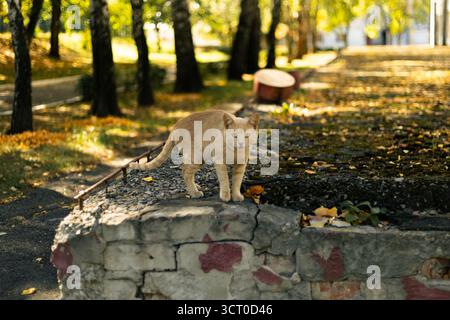 Un chat au gingembre se tient sur un mur de pierre bas dans un parc. Photo de haute qualité Banque D'Images
