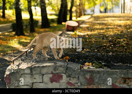 Un chat au gingembre se tient sur un mur de pierre bas dans un parc. Photo de haute qualité Banque D'Images