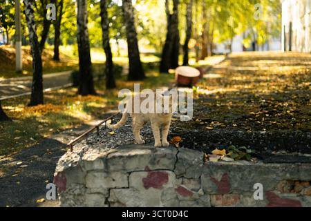 Un chat au gingembre se tient sur un mur de pierre bas dans un parc. Photo de haute qualité Banque D'Images