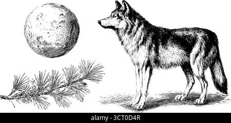 Ensemble d'illustrations gravées représentant un loup, une lune et une branche de pin pour un design rétro. Illustration de Vecteur