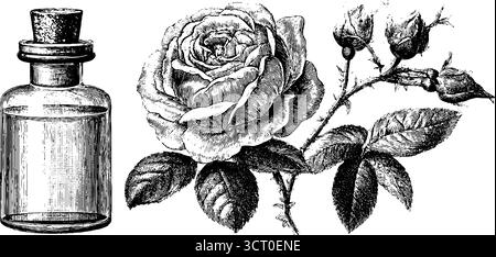 Illustration de parfum botanique gravée avec rose et design de bouteille vintage. Illustration de Vecteur