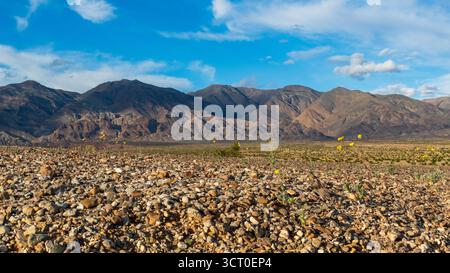 Lumière du désert du soir sur un terrain rocheux dans le parc national de la Vallée de la mort avec des arbustes robustes dans un paysage aride. Banque D'Images