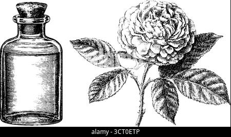 Ensemble de gravure de parfum botanique vintage avec rose et illustration de bouteille pour la conception. Illustration de Vecteur