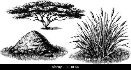 Ensemble d'illustration de savane gravé avec arbre d'acacia et herbe pour la conception de la nature. Illustration de Vecteur