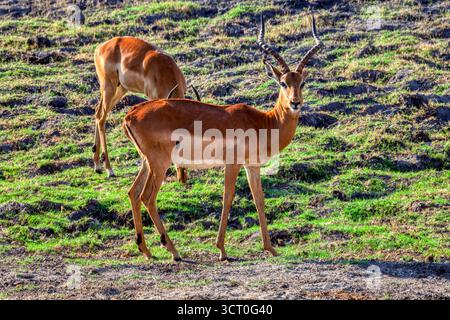 Deux impalas antilopes pâturant sur la savane, dans la brousse africaine, Afrique du Sud Banque D'Images