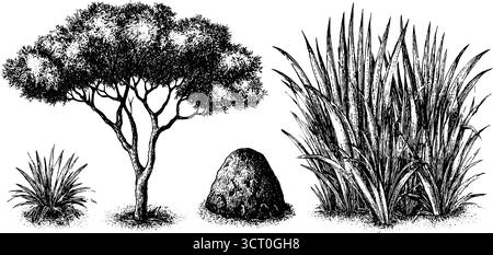 Ensemble d'illustration gravé de savane acacia arbre et végétation pour des dessins inspirés de la nature. Illustration de Vecteur