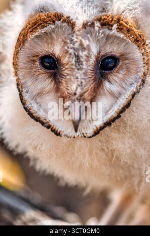 Bébé hibou africain debout sur une branche dans le buisson se réchauffant au soleil, macro headshot Banque D'Images