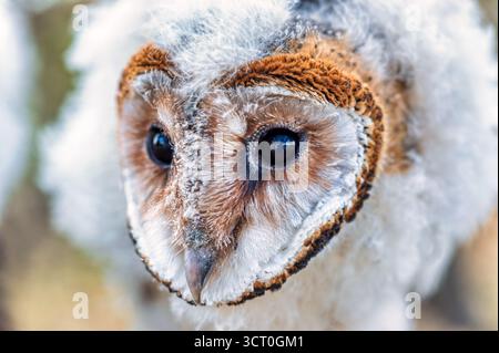 Bébé hibou africain debout sur une branche dans le buisson se réchauffant au soleil, macro headshot Banque D'Images