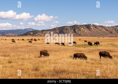 Un troupeau de buffles ou de bisons d'Amérique qui paissent dans la Prairie d'automne Banque D'Images