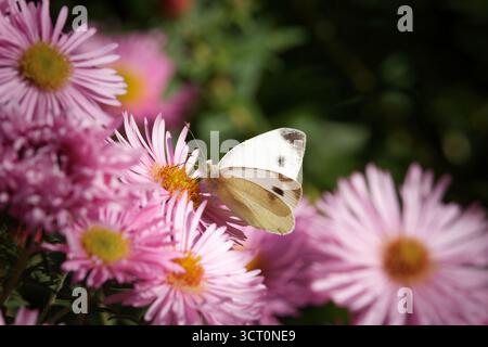 Un petit papillon blanc (Pieris rapae) se nourrissant du centre jaune d'un aster rose éclatant de Nouvelle-Angleterre (Symphyotrichum novae-angliae ou Aster sp.) po Banque D'Images