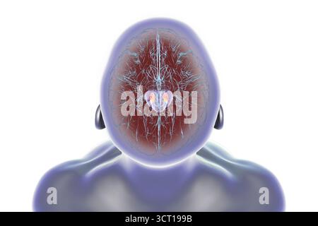 Illustration d'un cerveau humain avec substantia nigra mise en évidence dans le mésencéphale. Il s'agit d'une structure clé impliquée dans la régulation du mouvement et affectée dans la maladie de Parkinson. Banque D'Images