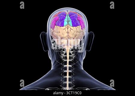 Illustration du gyrus pariétal cérébral : postcentral (rouge), lobule pariétal supérieur (bleu foncé), lobule pariétal inférieur avec gyrus supramarginal (vert), angulaire (violet) et précunéus (bleu clair) Banque D'Images