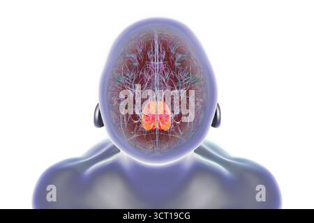 Illustration d'un cerveau humain avec les pons mis en évidence (orange). Ceci est responsable de la régulation de la respiration, du sommeil et de la communication entre les régions du cerveau. Banque D'Images