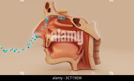 Illustration conceptuelle de bactéries pénétrant dans le corps humain par le nez, ce qui peut entraîner des infections telles que la sinusite. Banque D'Images