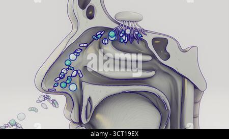 Illustration conceptuelle de bactéries pénétrant dans le corps humain par le nez, ce qui peut entraîner des infections telles que la sinusite. Banque D'Images
