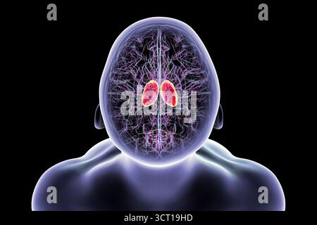 Illustration d'un cerveau humain avec thalamus mis en évidence (rouge), montrant les structures appariées de la matière grise profonde qui relaient les signaux sensoriels et moteurs au cortex cérébral. Banque D'Images