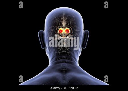 Illustration du cerveau humain d'une personne âgée avec thalamus en surbrillance (rouge), montrant les structures appariées de la matière grise profonde qui relaient les signaux sensoriels et moteurs au cortex cérébral. Banque D'Images
