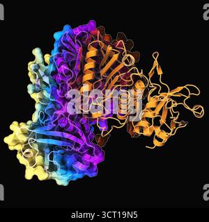 Illustration de la structure radiographique de la protéine R NgoAVII, mettant en évidence ses domaines PLD et B3-like saisissant l'ADN (acide désoxyribonucléique). La structure révèle comment la protéine reconnaît des séquences d'ADN spécifiques et positionne des résidus catalytiques pour faciliter le clivage. Banque D'Images