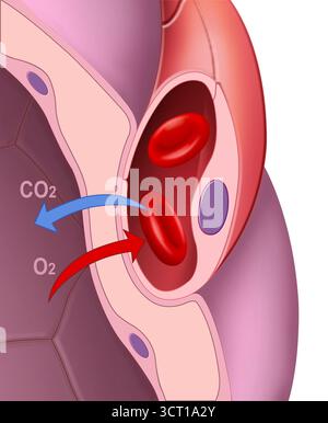 Illustration d'un détail de l'alvéole. C'est là qu'un échange gazeux, ou hématose, se produit. Ceci décrit le processus biologique responsable de l'échange gazeux dans les poumons pendant la respiration. Dans les alvéoles pulmonaires, l'oxygène contenu dans l'air inhalé est transféré aux capillaires sanguins, où il se lie aux globules rouges. Banque D'Images