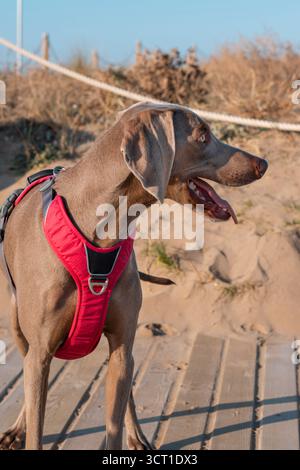 Profil gros plan d'un beau chien de Weimaraner portant un harnais rouge, debout et haletant sur un chemin en bois entouré de sable et de dunes Banque D'Images