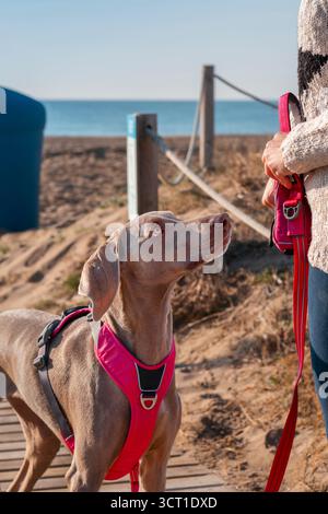 Chien attentif Weimaraner regardant son propriétaire, attendant une friandise ou une commande, tout en se tenant sur un chemin en bois à la plage par une journée ensoleillée Banque D'Images