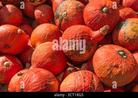 Courge rouge Kuri, citrouilles Hokkaido (Cucurbita maxima) fraîchement récoltées en Allemagne Banque D'Images