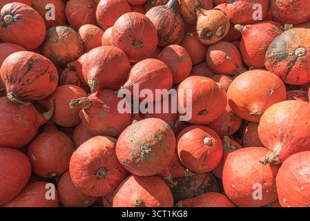 Courge rouge Kuri, citrouilles Hokkaido (Cucurbita maxima) fraîchement récoltées en Allemagne Banque D'Images