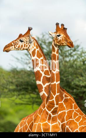 Une paire de girafes réticulées (Giraffa reticulata) se liant intimement dans la nature à la réserve nationale de Samburu au Kenya Banque D'Images
