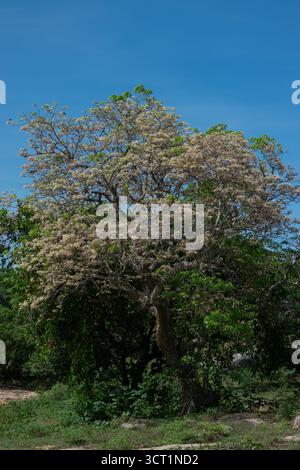 Un grand arbre en fleurs avec une large canopée se dresse contre un ciel bleu clair. L'arbre est couvert d'une profusion de petites fleurs de couleur claire, surro Banque D'Images