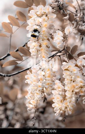 Abeille à la recherche de pollen dans les fleurs d'un criquet noir (Robinia pseudoacacia), de couleur pêche, verticale Banque D'Images