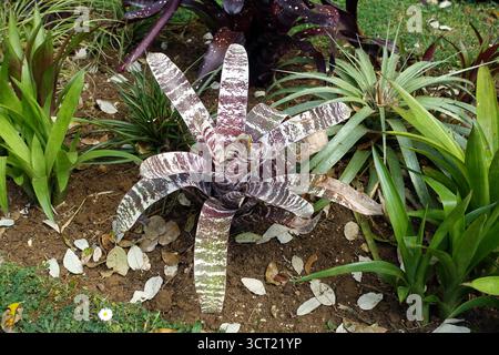 Feuilles de Rosette rayée Vriesea splendens (épée flamboyante) exposées aux jardins subtropicaux d'Abbotsbury, Abbotsbury, Weymouth, Dorset, Angleterre, ROYAUME-UNI. Banque D'Images