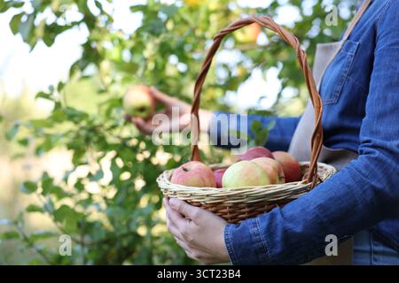Femme cueillant des pommes mûres dans un panier en osier dans le jardin, gros plan Banque D'Images