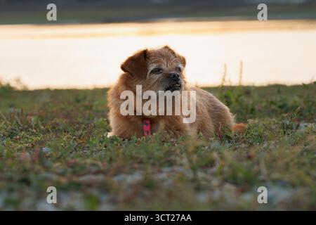 Chien allongé sur l'herbe avec des reflets dorés du coucher de soleil sur le lac, Beniarres, Espagne Banque D'Images