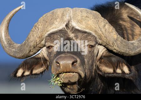 Portrait de face d'un buffle africain du Cap (Syncrus caffer) se nourrissant d'herbe, parc national de Mokala, Afrique du Sud Banque D'Images