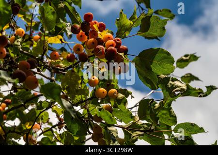 Petites pommes rouges paradisiaques poussant sur une branche contre un ciel gris nuageux, avec des feuilles de pommier défocalisées en arrière-plan Banque D'Images