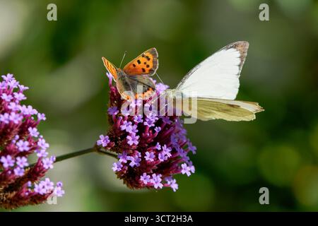 Femelle Grand papillon blanc - Pieris brassicae et petit cuivre - Lycaena phlaeas visitant Purpletop vervain - Verbena bonariensis. Banque D'Images
