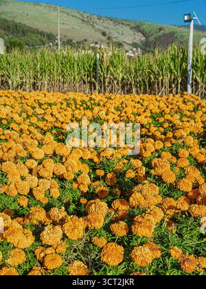 Un champ rempli de fleurs jaunes Banque D'Images