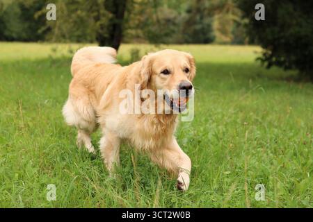 Golden Retriever en promenade avec une balle dans sa bouche. il court Banque D'Images