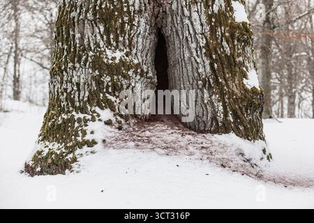 Grand arbre avec un tronc creux entouré de neige fraîche à Atvidaberg, Suède, démontrant la beauté sereine de l'hiver dans ce settin calme et naturel Banque D'Images