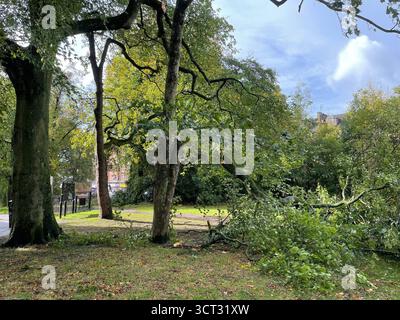 Un arbre tombé à Queens Park, Glasgow après la tempête Amy. Des vents violents et de fortes pluies ont causé des perturbations supplémentaires lorsque la tempête Amy a frappé une grande partie du Royaume-Uni samedi. D'autres avertissements jaunes de pluie sont en place dans le nord et l'ouest de l'Écosse jusqu'à minuit et en Irlande du Nord jusqu'à midi. L'aéroport international de Belfast a déclaré qu'il s'attendait à des retards samedi et a conseillé aux passagers de vérifier auprès des compagnies aériennes. Date de la photo : samedi 4 octobre 2025. Banque D'Images