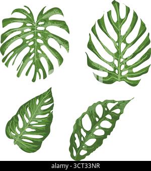 Feuilles de Monstera, illustration vectorielle tropicale Illustration de Vecteur