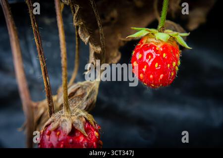 Vue rapprochée d'une fraise rouge vif mûrissant sur une plante flétrissante, capturant les détails délicats de sa surface texturée, contrastant avec le na Banque D'Images