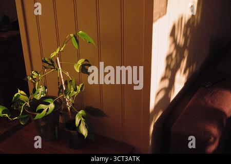 deux plantes vertes sur une armoire dans un salon, vues dans une douce lumière dorée de coucher de soleil Banque D'Images