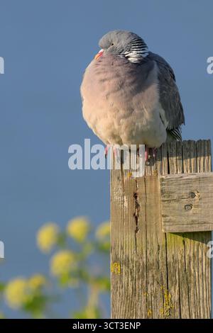 Wood Pigeon, Columba palumbus, oiseau adulte seul se reposant dans le soleil couchant Norfolk avril Banque D'Images
