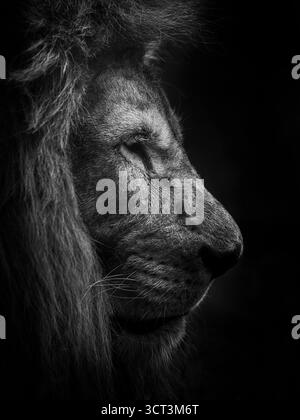 À ses yeux, la peur ne se cache pas, Un lourd fardeau, qu'il porte sur ses pas. Chef et protecteur, malgré son tourment, le lion veille Banque D'Images